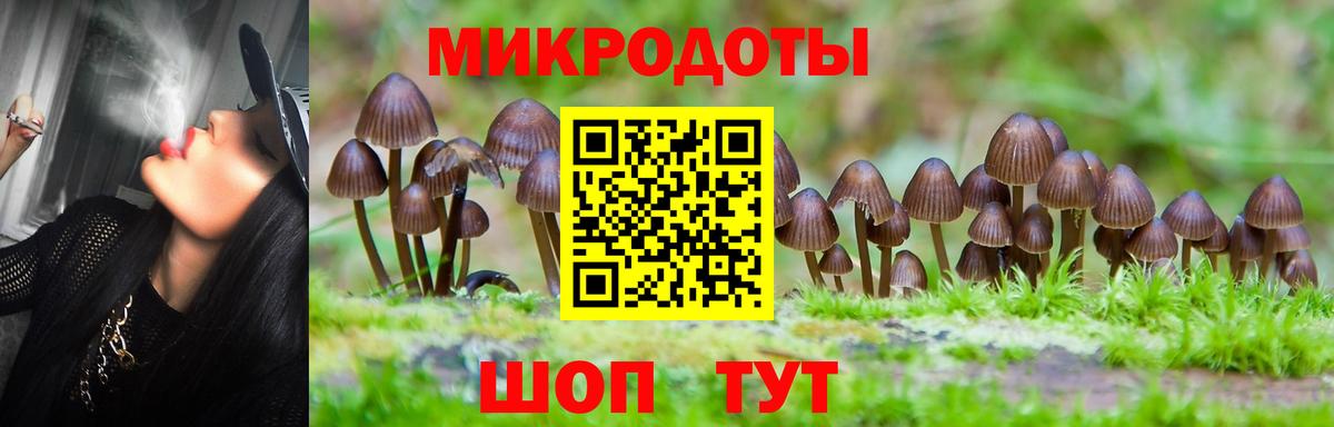 Псилоцибиновые грибы Psilocybe Осинники